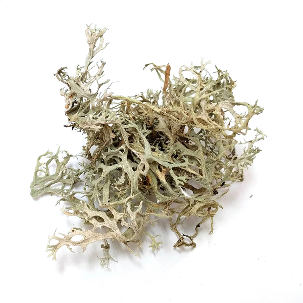 Lichen: Evernia prunastri - 2 oz | Natural Dyes